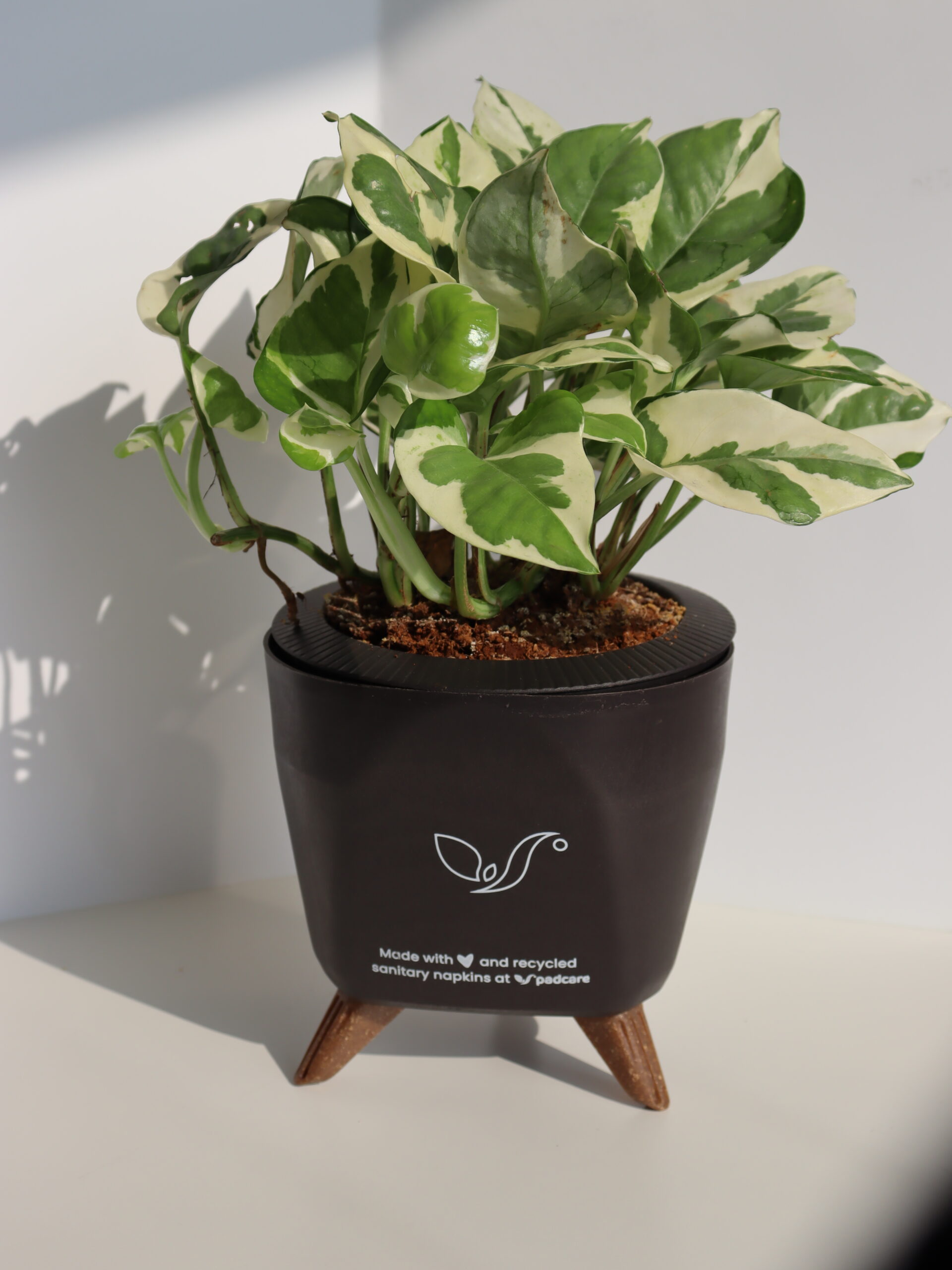 Plant Pot - Image 10