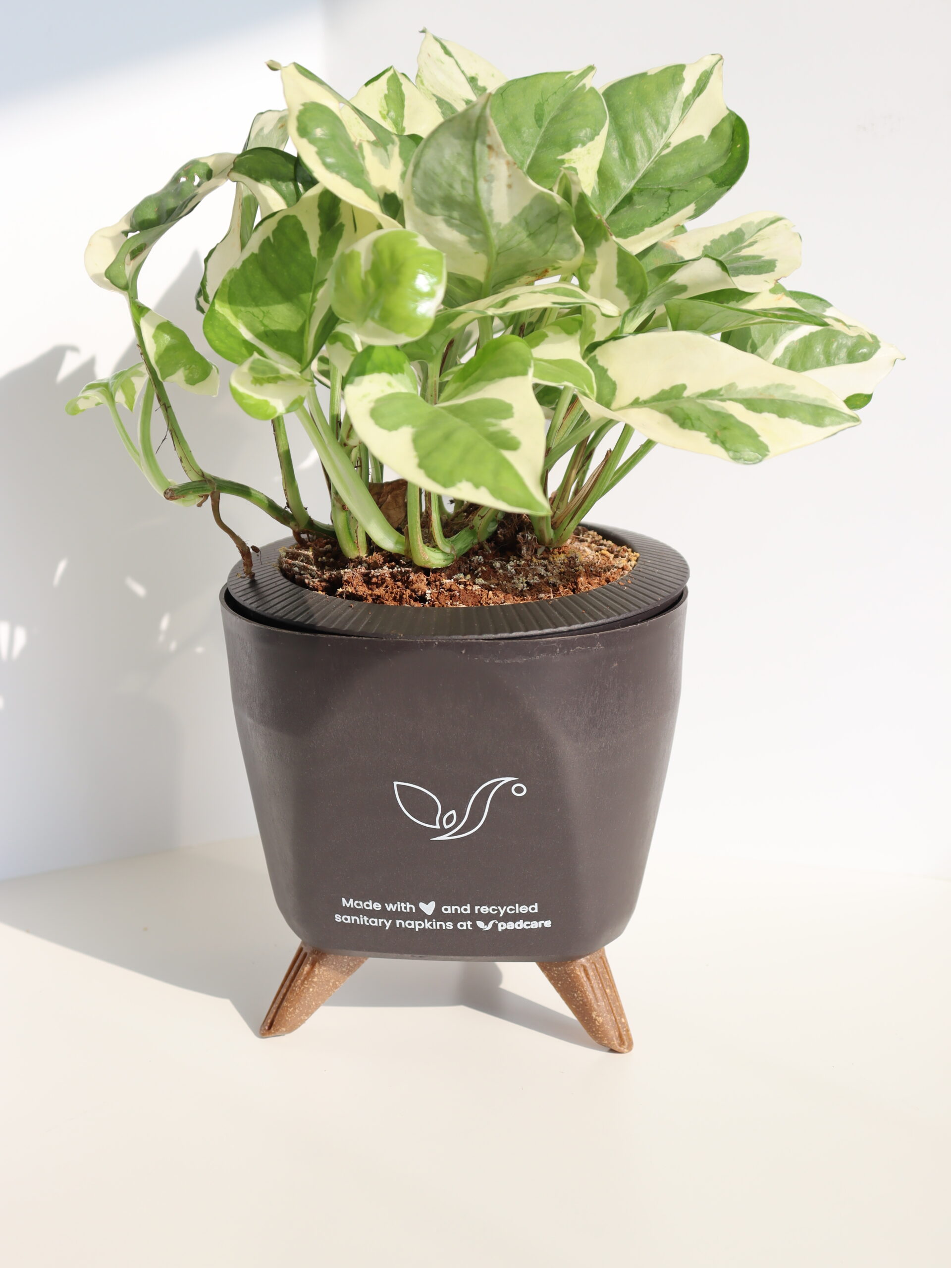 Plant Pot - Image 8
